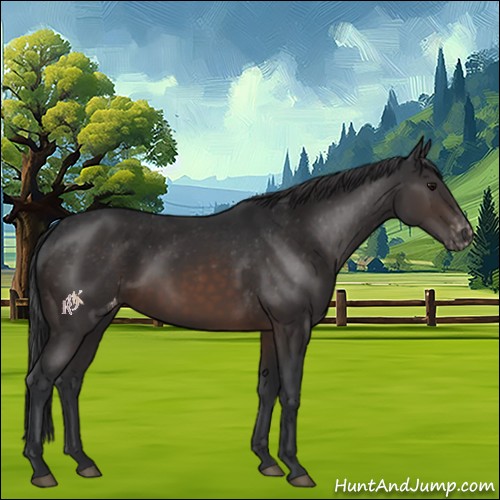 Horse Color:Brown Appaloosa 