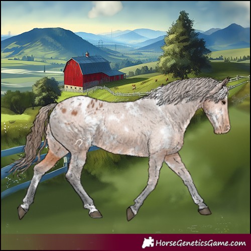 Horse Color:White Spotted Bay Appaloosa 
