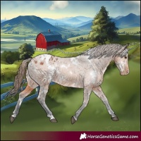 Horse Color:White Spotted Bay Appaloosa 