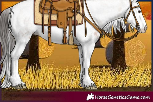 Horse Color:White Spotted Bay 