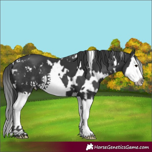 Horse Color:White Spotted Black Splash Frame 