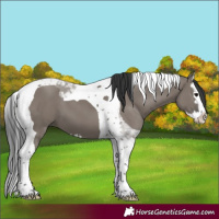 Horse Color:Grullo Splash Tobiano