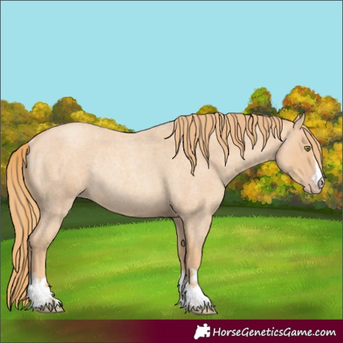 Horse Color:Gold Champagne Roan Rabicano