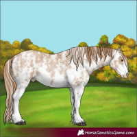 Horse Color:Black Pearl Sabino