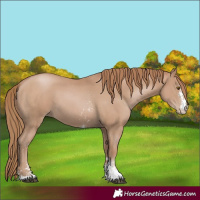 Horse Color:Black Pearl Sabino 