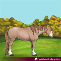 Horse Color:Black Pearl Sabino