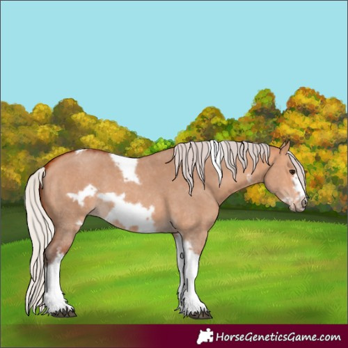 Horse Color:Silver Bay Dun Sabino Tobiano Frame Rabicano 
