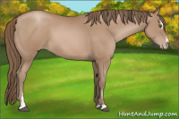 Horse Color:Black Pearl Sabino