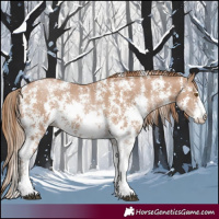 Horse Color:Black Pearl Sabino 