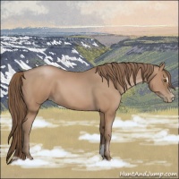 Horse Color:Black Pearl Sabino 