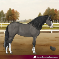 Horse Color:Grullo Splash 