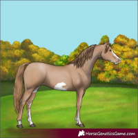 Horse Color:Black Pearl Sabino Frame 