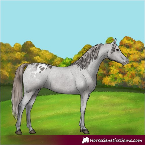 Horse Color:Grullo Appaloosa 