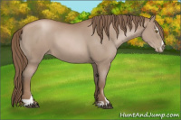 Horse Color:Black Pearl Sabino