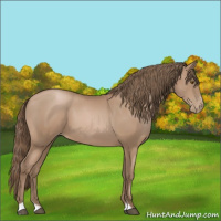 Horse Color:Black Pearl Sabino 