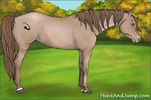 Horse Color:Blue Roan Pearl Sabino 