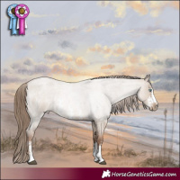 Horse Color:Grullo Roan Pearl Sabino Rabicano