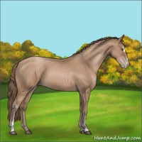 Horse Color:Black Pearl Sabino 