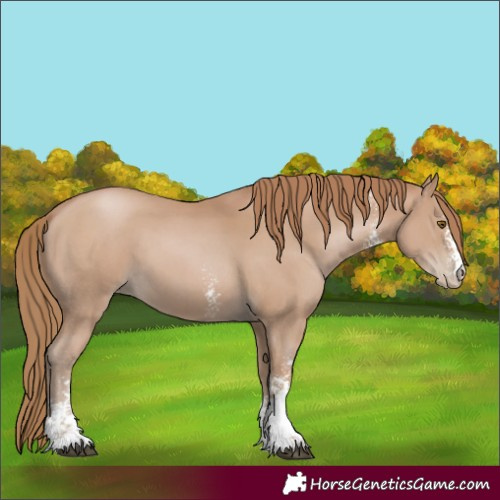 Horse Color:Black Pearl Sabino