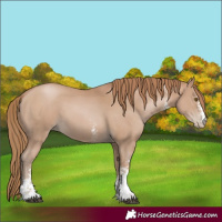 Horse Color:Black Pearl Sabino