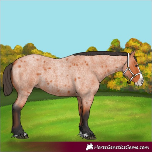 Horse Color:Bay Roan Splash 