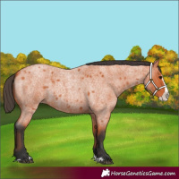 Horse Color:Bay Roan Splash 