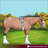 Horse Color:Bay Roan Splash 