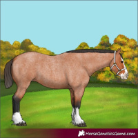 Horse Color:Bay Roan Splash 