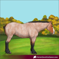 Horse Color:Bay Roan Splash