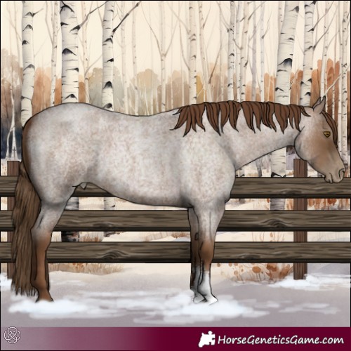 Horse Color:Gray Blue Roan Pearl Sabino