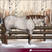 Horse Color:Gray Blue Roan Pearl Sabino 