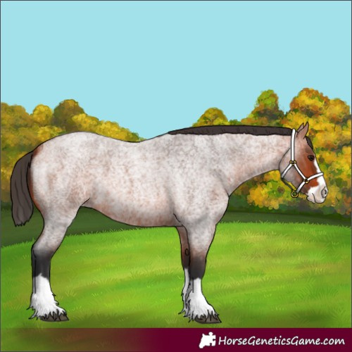 Horse Color:Bay Roan Splash 