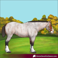 Horse Color:Bay Roan Splash 