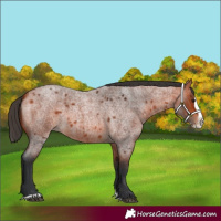 Horse Color:Bay Roan Splash 