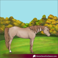 Horse Color:Black Pearl Sabino 