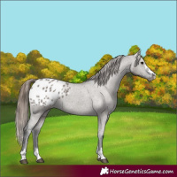 Horse Color:Grullo Appaloosa 
