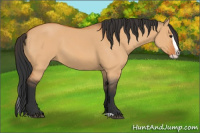 Horse Color:Bay Dun Splash 