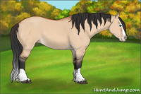 Horse Color:Bay Dun Splash 