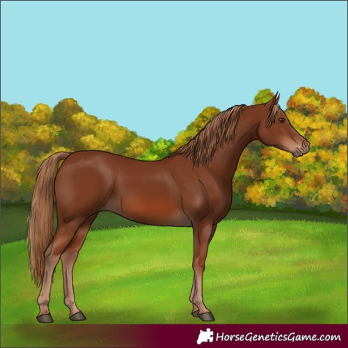 Horse Color:Chestnut 