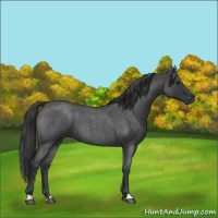 Horse Color:Blue Roan 