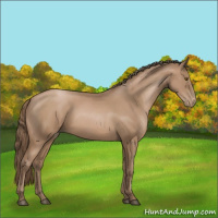 Horse Color:Black Pearl Sabino