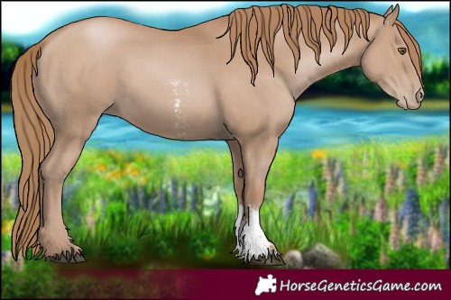 Horse Color:Black Pearl Sabino