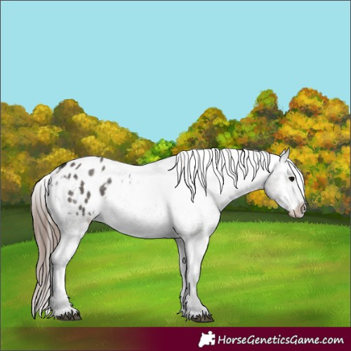 Horse Color:Grullo Appaloosa 