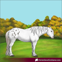 Horse Color:Grullo Appaloosa 