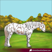 Horse Color:Bay Appaloosa 
