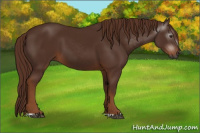 Horse Color:Gray Chestnut 