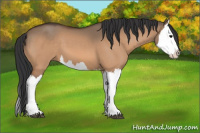 Horse Color:Bay Dun Splash 