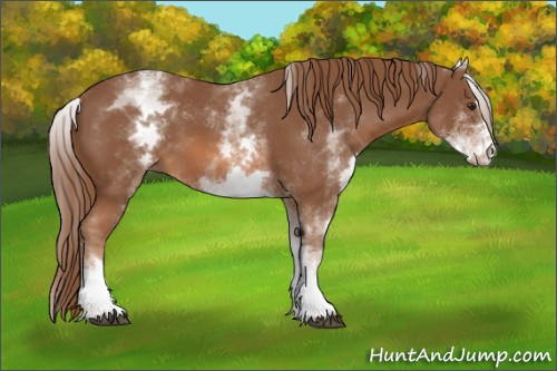 Horse Color:White Spotted Chestnut Sabino