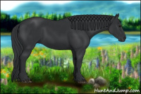 Horse Color:Black 