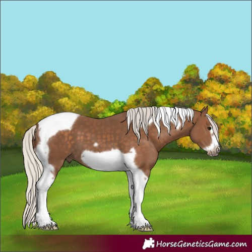 Horse Color:Silver Black Tobiano Frame